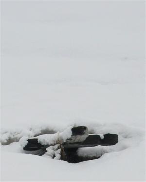 Grave 1 at Ocean Harbour.