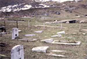 Reindeer graze by the Leith 'Country'  cemetery before we start on it